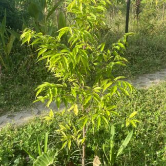 Adopt-A-Tree Program